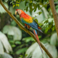 Scarlet Macaw